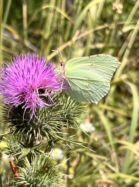 Gonepteryx rhamni - citromlepke