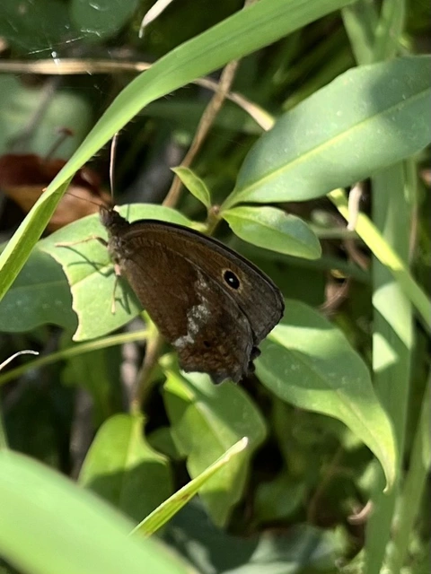 Minois dryas - fekete szemeslepke