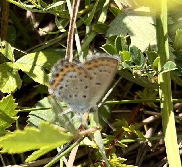 Plebejus argyrognomon - tintakék boglárka