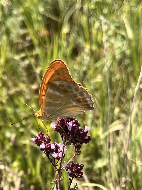 Argynnis paphia - nagy gyöngyházlepke