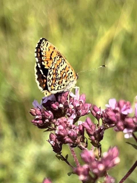 Melitaea trivia - kis tarkalepke