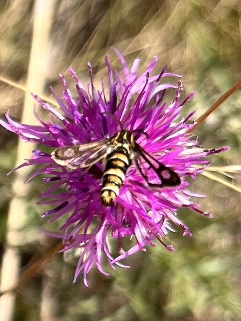 Sesiidae - szitkárfélék