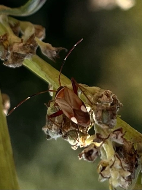 Adelphocoris vandalicus - feketevállú mezeipoloska