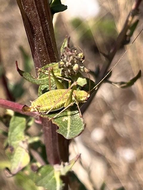 Leptophyes albovittata - közönséges virágszöcske