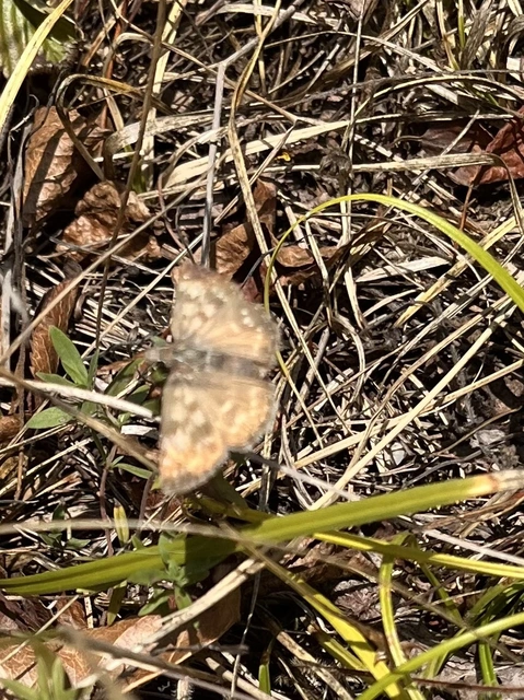 Erynnis tages - cigánylepke
