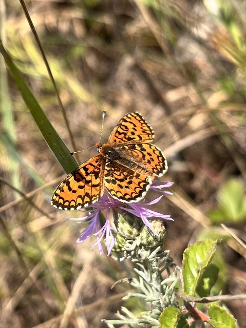 Melitaea trivia - kis tarkalepke