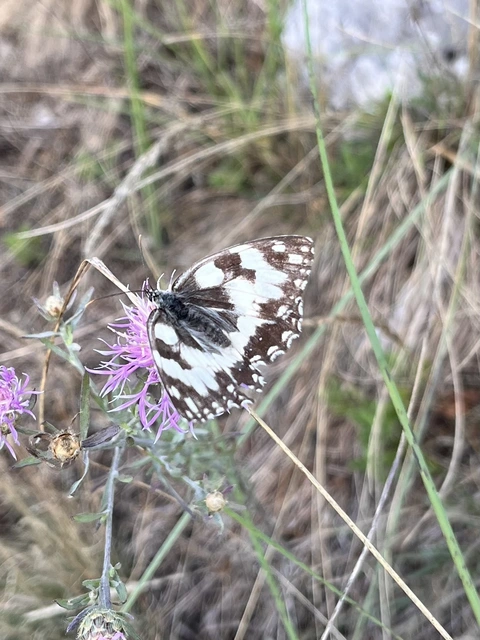 Melanargia galathea - sakktáblalepke
