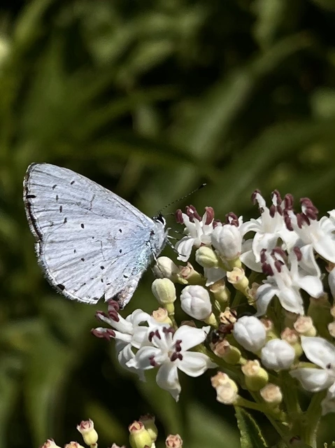 Celastrina argiolus - bengeboglárka