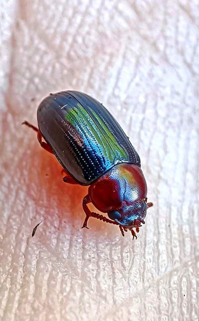 Neomida haemorrhoidalis