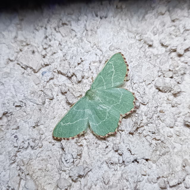 Thalera fimbrialis - csipkésszélű zöldaraszoló