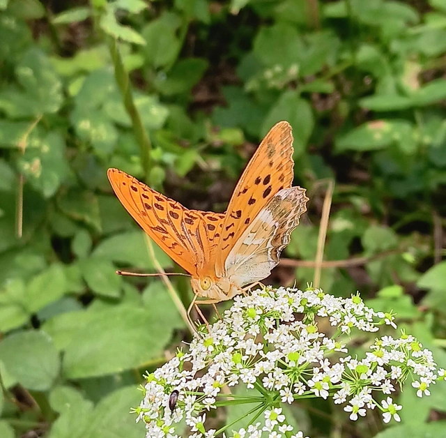 Argynnis paphia - nagy gyöngyházlepke