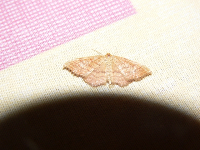 Idaea ochrata - okkerszínű sávosaraszoló