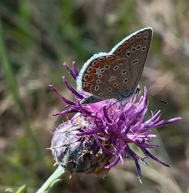 Polyommatus thersites - ibolyaszín boglárka