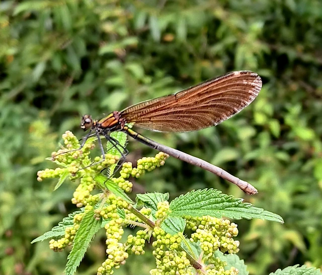 Calopteryx virgo - kisasszony-szitakötő