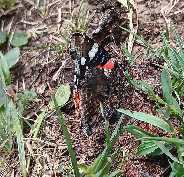 Vanessa atalanta - atalantalepke