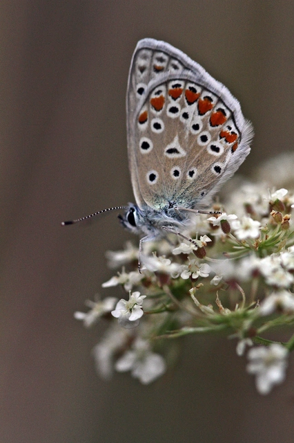 Polyommatus icarus - közönséges boglárka