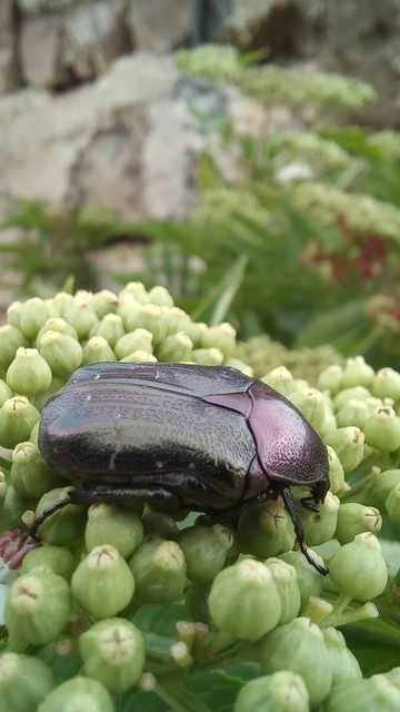 Cetonia aurata - aranyos virágbogár