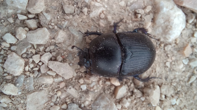 Geotrupes spiniger - közönséges álganéjtúró