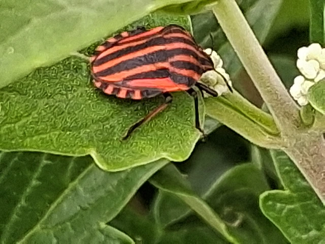 Graphosoma italicum - csíkos pajzsospoloska