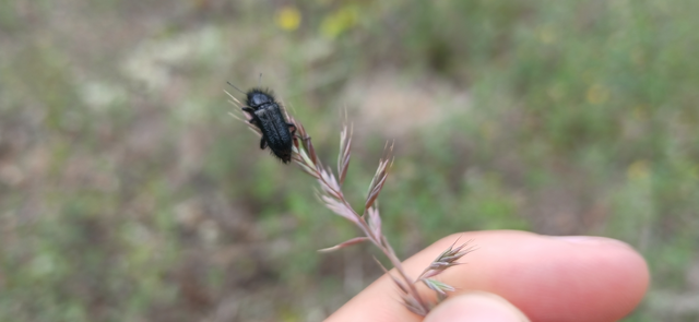 Enicopus pilosus - bundás karimásbogár