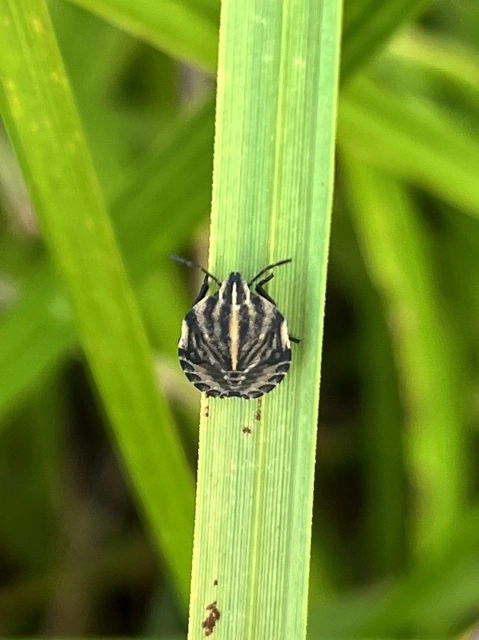 Carpocoris Carpocoris