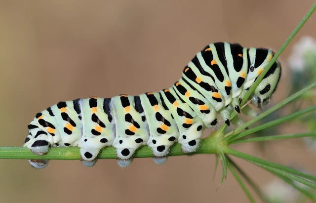 Papilio machaon - fecskefarkú lepke