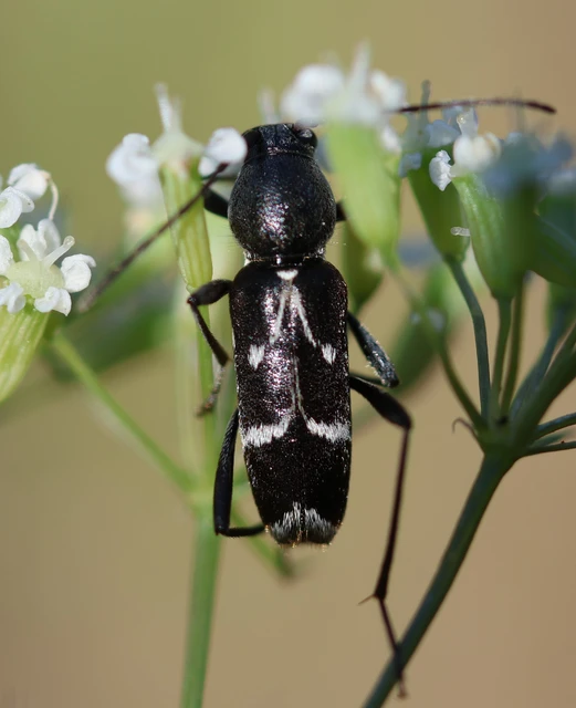 Chlorophorus sartor - feketevállú darázscincér