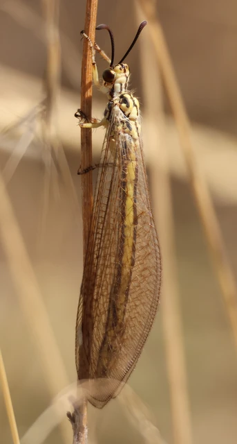 Myrmecaelurus trigrammus - hangyafarkas