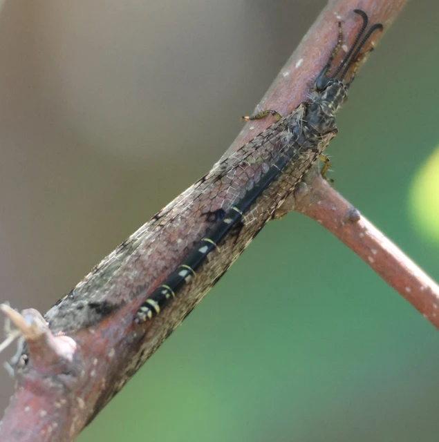 Distoleon tetragrammicus - négyfoltos hangyaleső