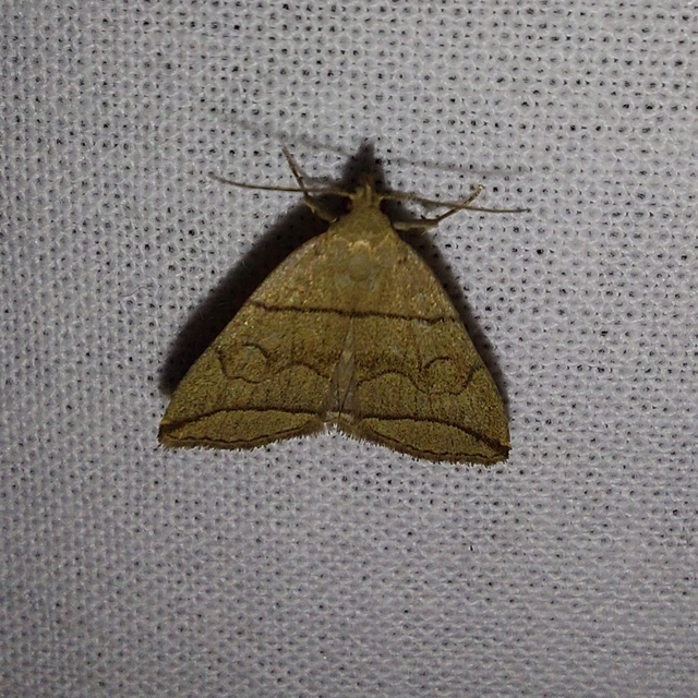 Herminia grisealis - ligeti karcsúbagoly