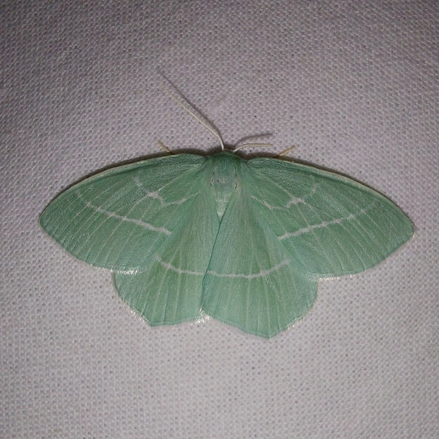 Hemistola chrysoprasaria - kékes zöldaraszoló