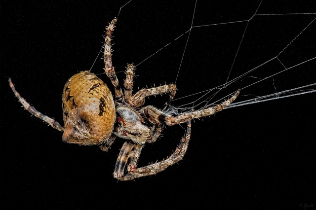 Araneus circe/angulatus