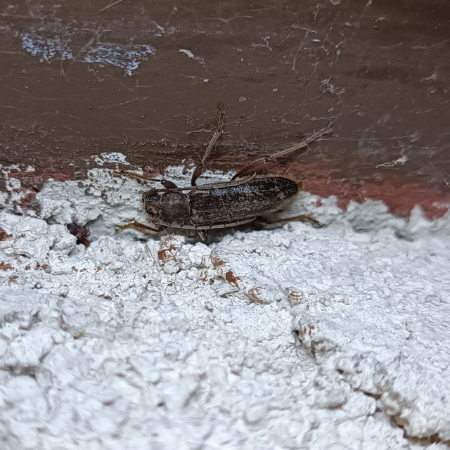 Trichoferus campestris - szállóvendég éjicincér