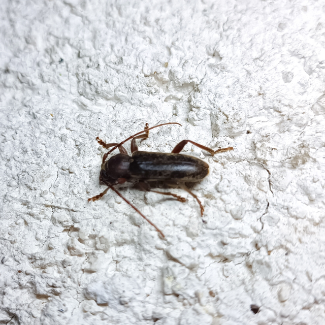 Trichoferus campestris - szállóvendég éjicincér
