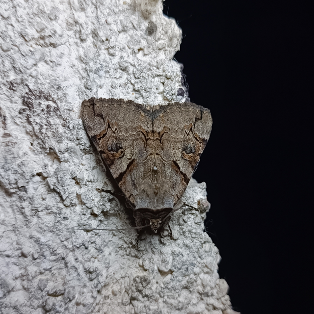 Catocala hymenaea - kökény-övesbagoly