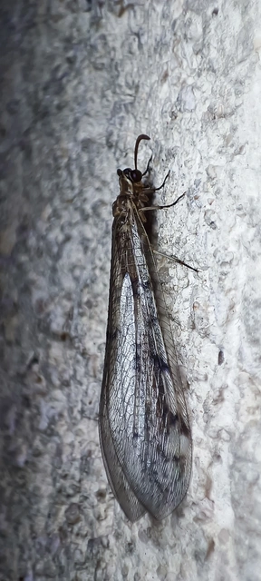 Myrmeleontidae - hangyalesők