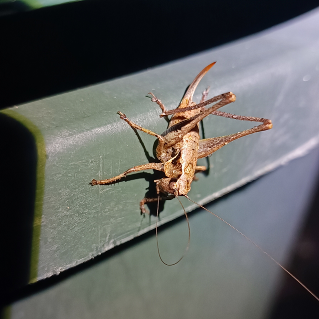 Pholidoptera griseoaptera - szürke avarszöcske