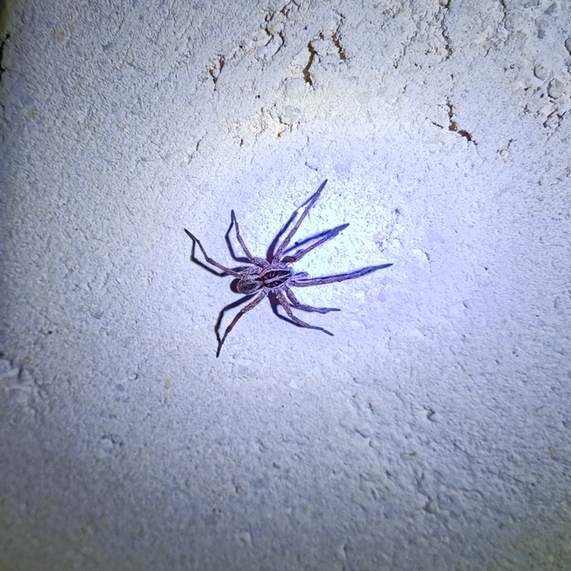 Lycosidae - farkaspókok