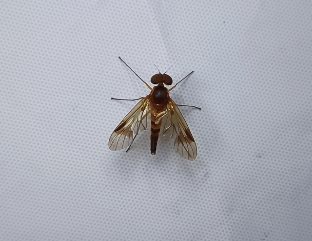Chrysopilus