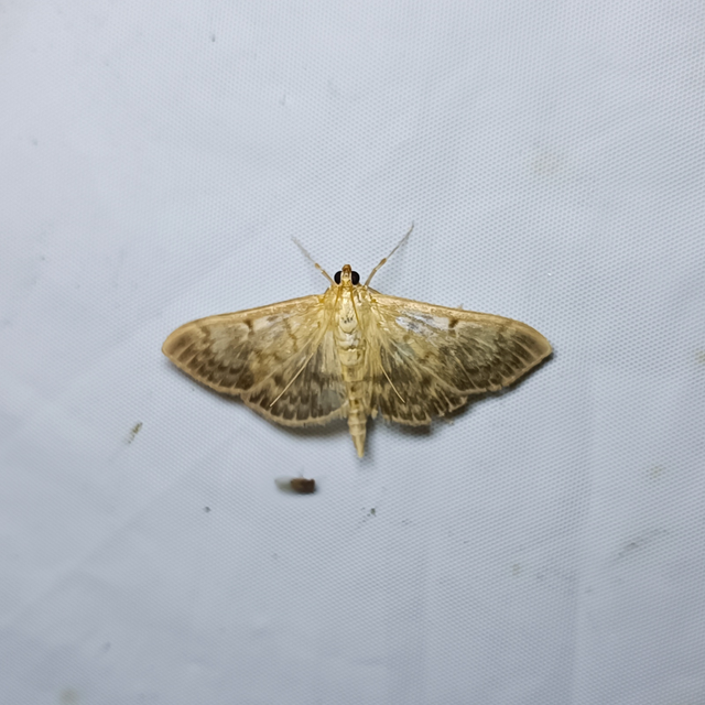 Patania ruralis - csalánevő tűzmoly