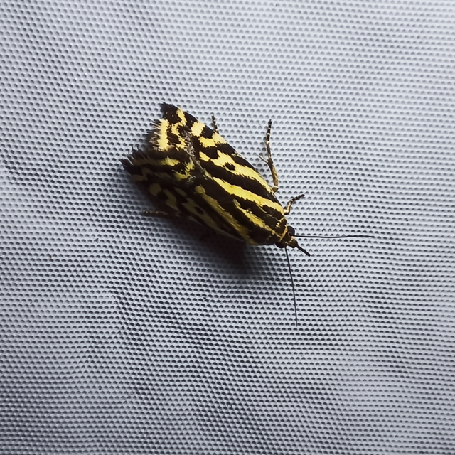 Emmelia trabealis - zebrabagoly