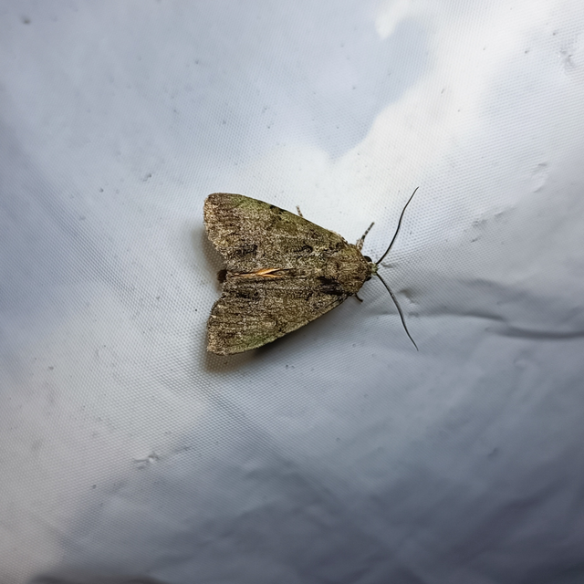 Polyphaenis sericata - selyemfényű erdeibagoly