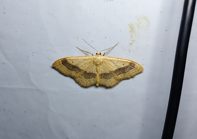 Idaea aversata - nagy sávosaraszoló