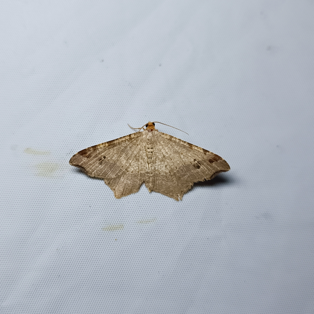 Macaria alternata - közönséges szürkearaszoló