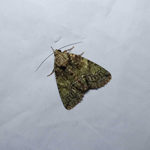 Polyphaenis sericata - selyemfényű erdeibagoly