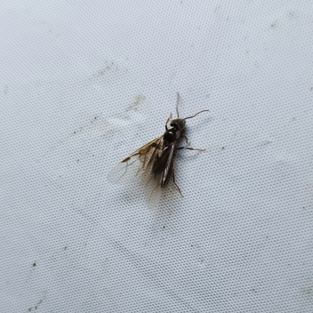 Formicidae - hangyafélék
