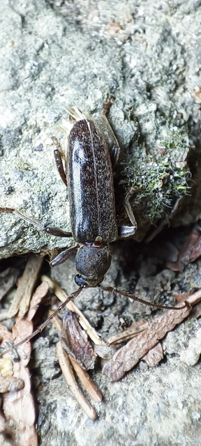 Trichoferus campestris - szállóvendég éjicincér