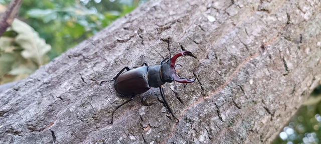 Lucanus cervus - nagy szarvasbogár