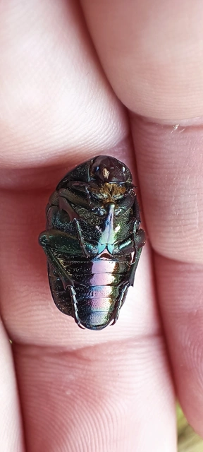 Cetonia aurata - aranyos virágbogár