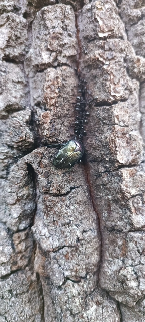 Cetonia aurata - aranyos virágbogár
